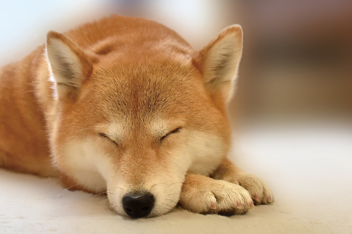 アレルギーになりやすい犬種は