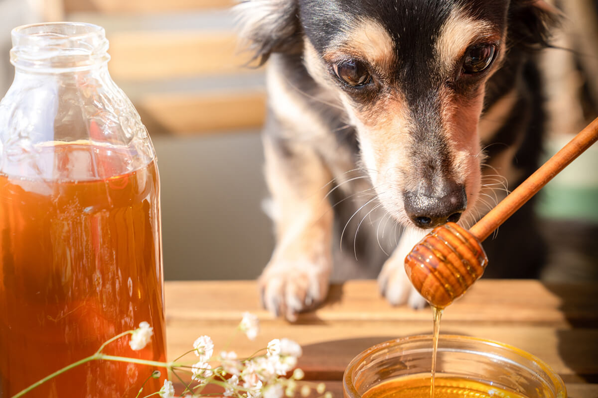 犬にはちみつを与えるときの適量