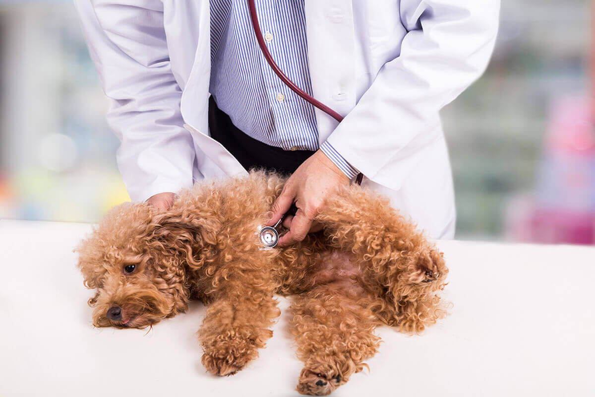 心臓や腎臓に問題がある犬には与えない