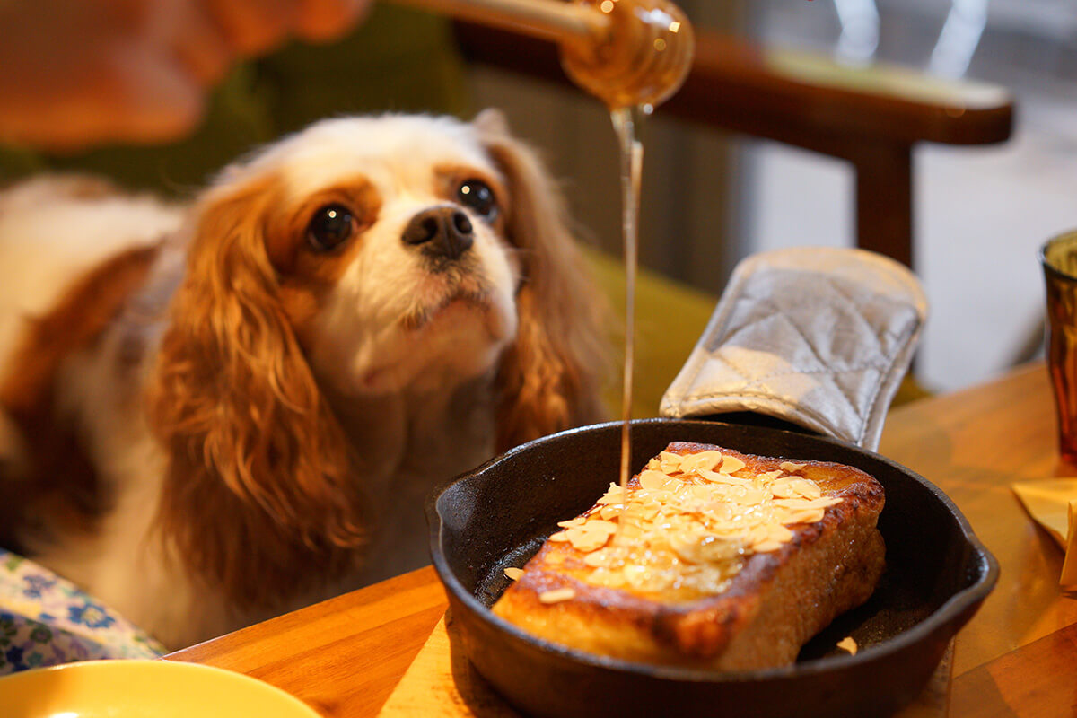 糖尿病や肥満の犬