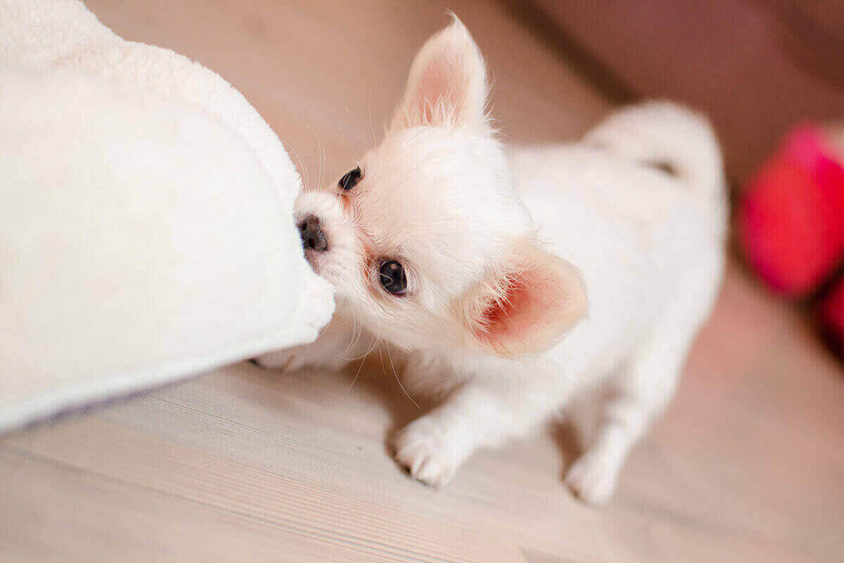 はちみつ 子犬 老犬