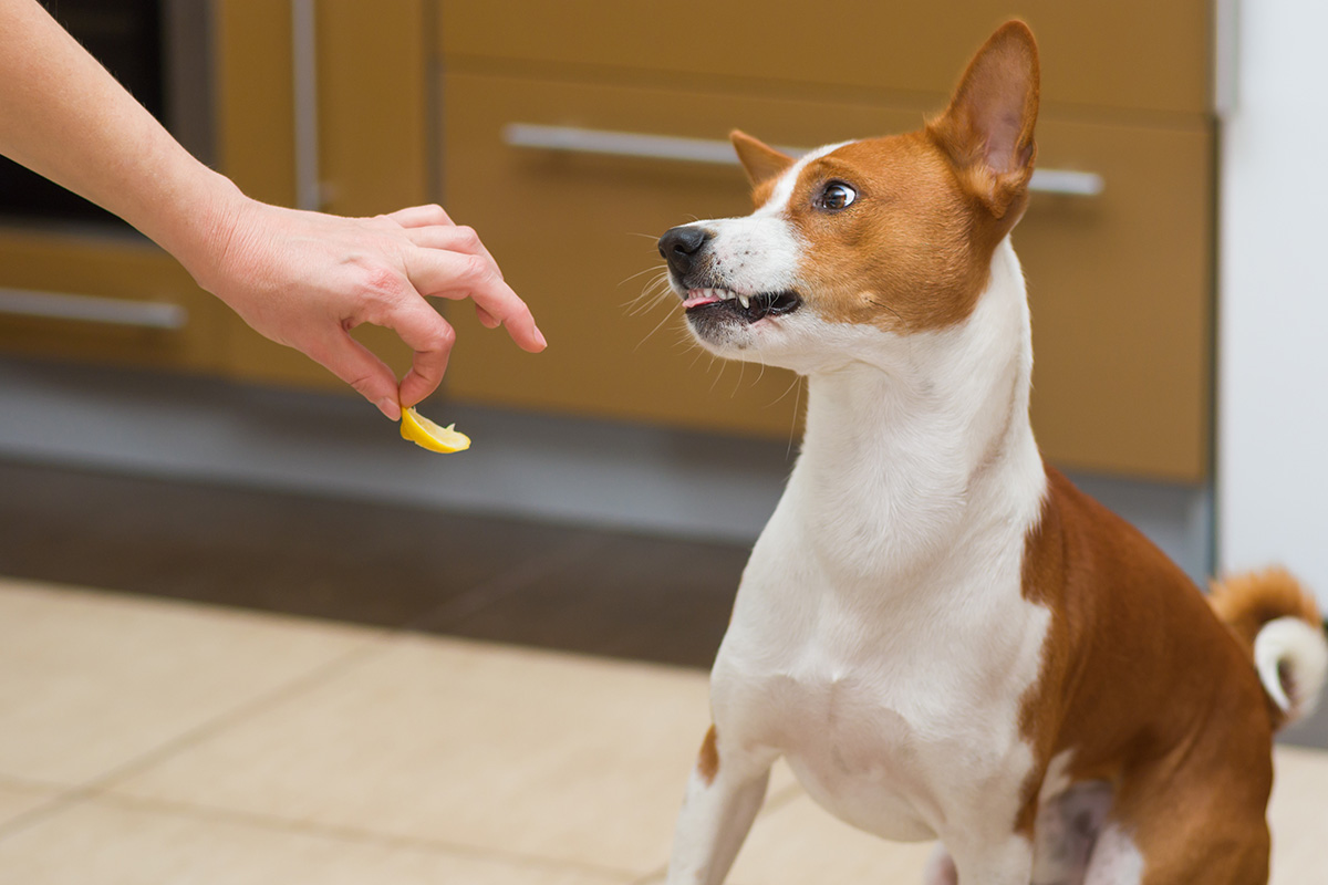 犬は酸味の強いものが嫌い