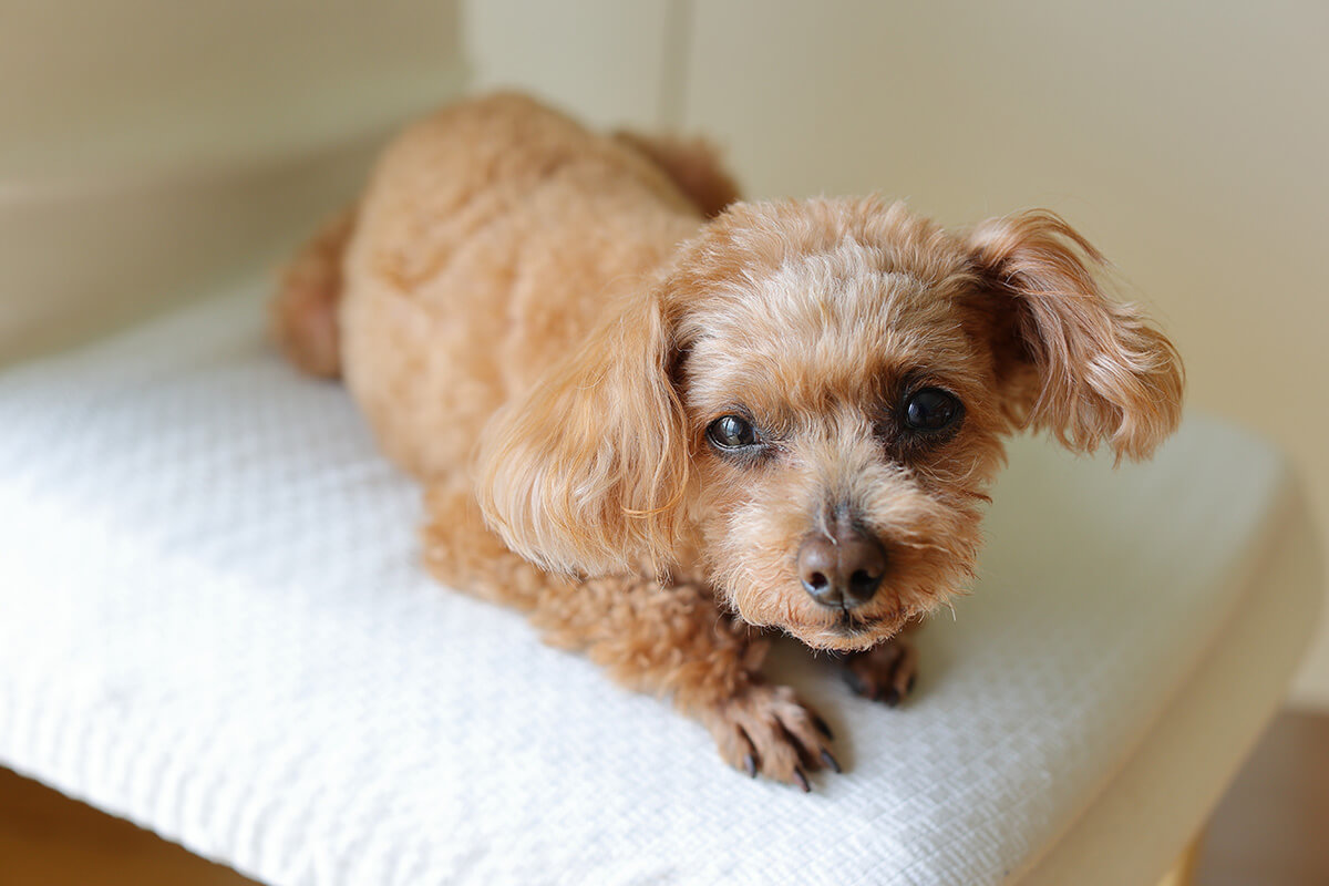 犬がフードを食べない