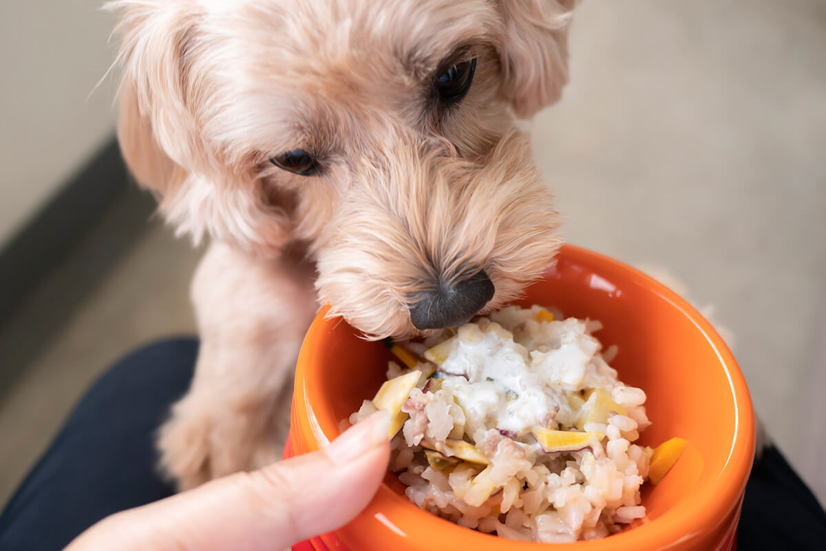 犬 フード 食べさせ方