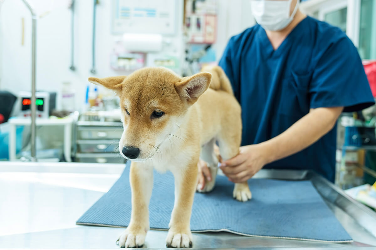 膝蓋骨（パテラ）脱臼はなぜ起こるのか？