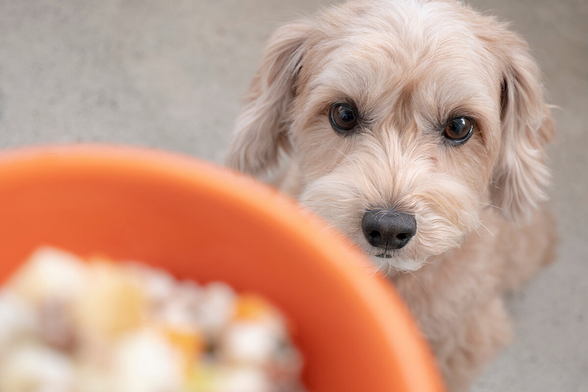 犬へのお米の与え方