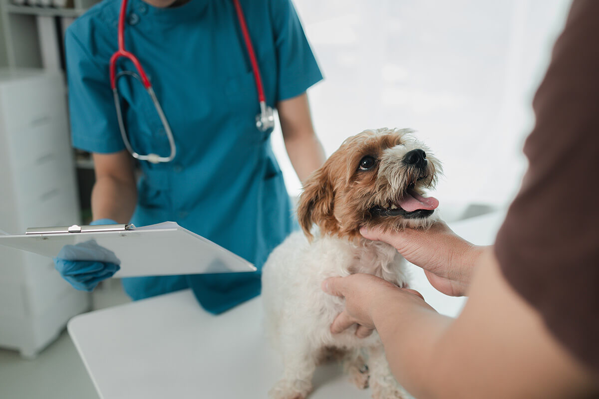 犬が餅を食べてしまった場合の対処方法