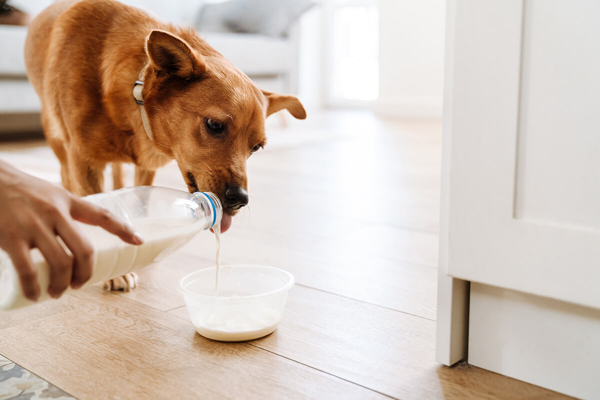 犬は豆乳を飲んでも大丈夫