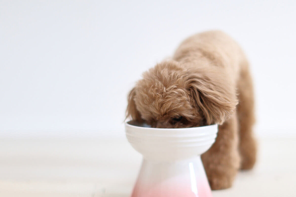 犬への豆乳の与え方