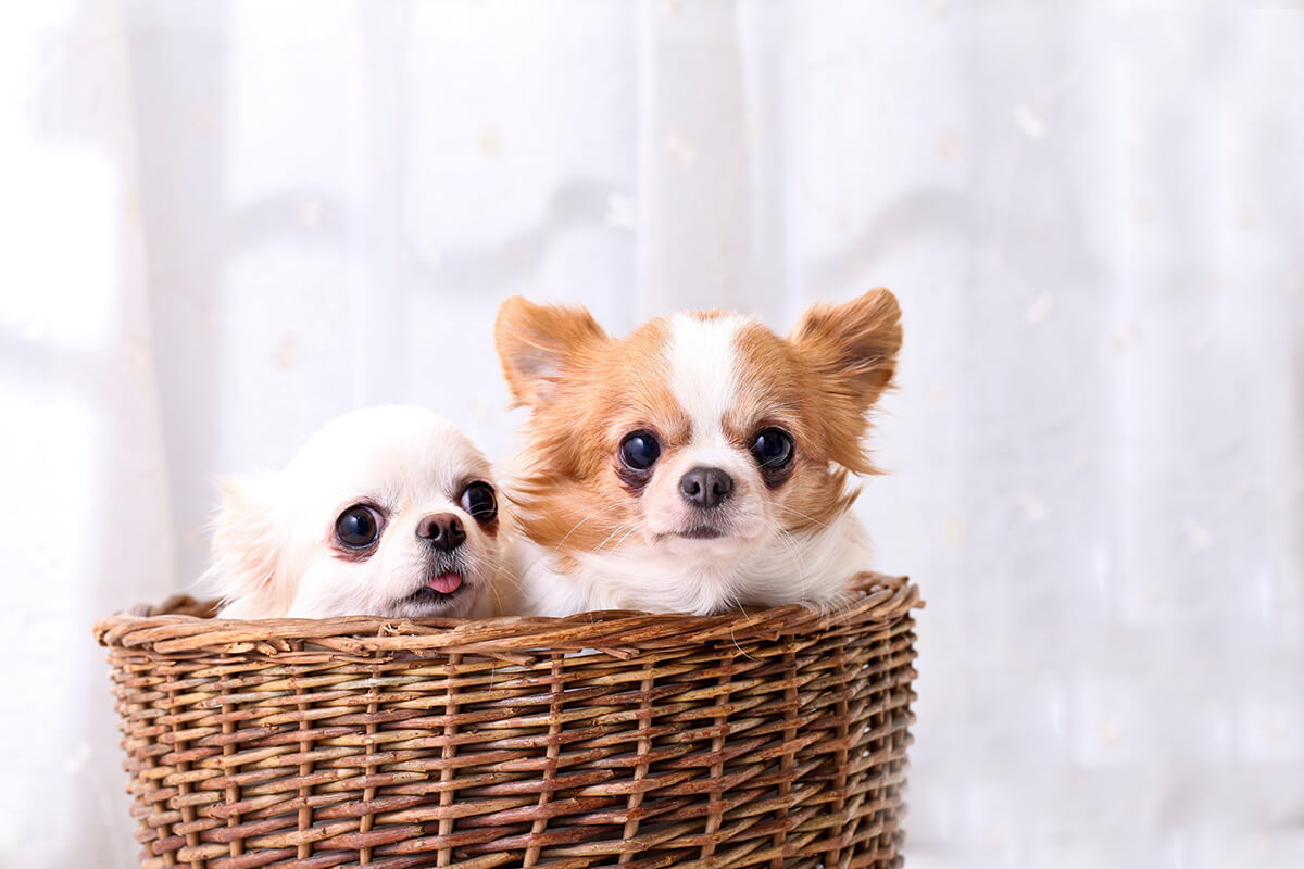 犬に豆乳を与えるときの適量