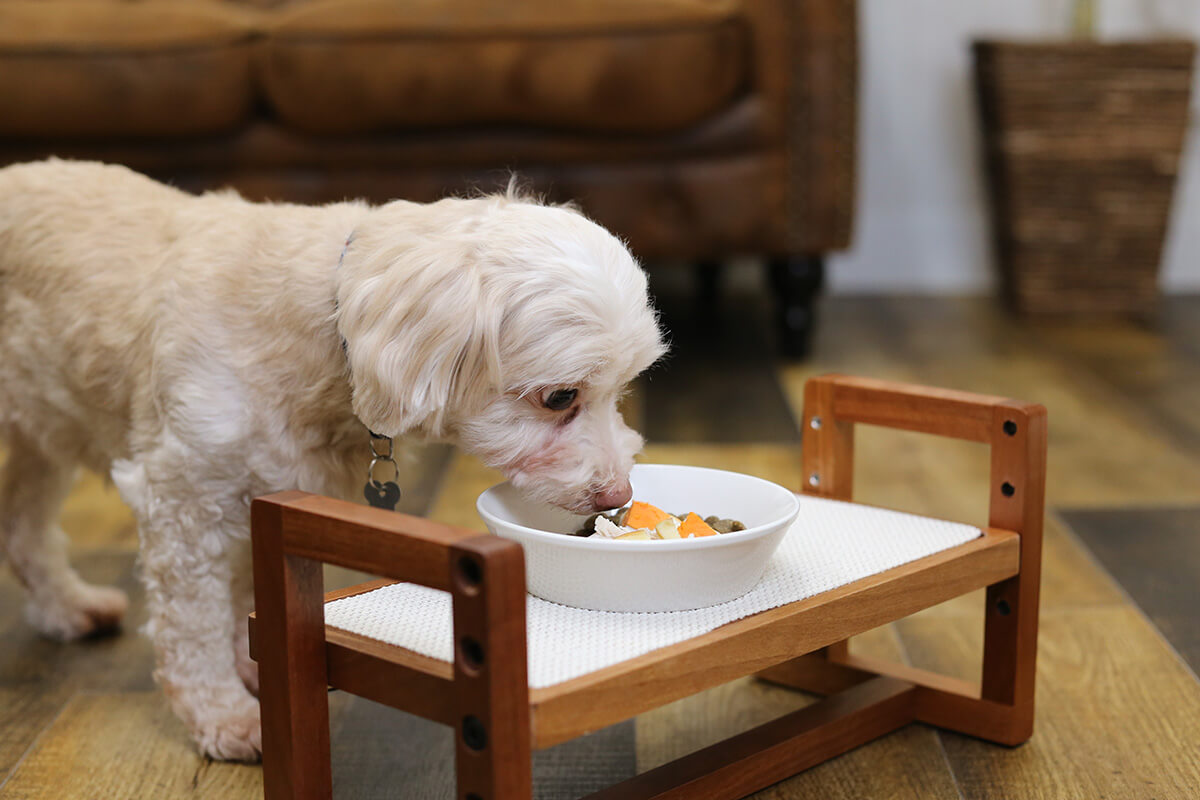 涙やけが起こりやすい犬種