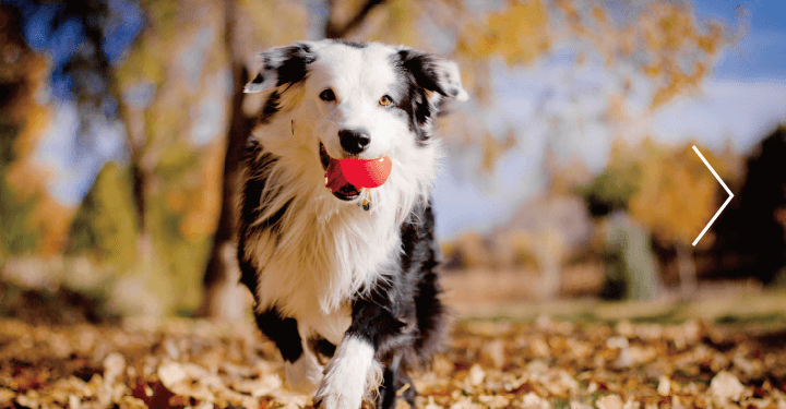 柴犬など中型 大型犬のニーズを満たすプレミアムドックフード Go ゴー カーニボア グローバル ペット ニュートリション